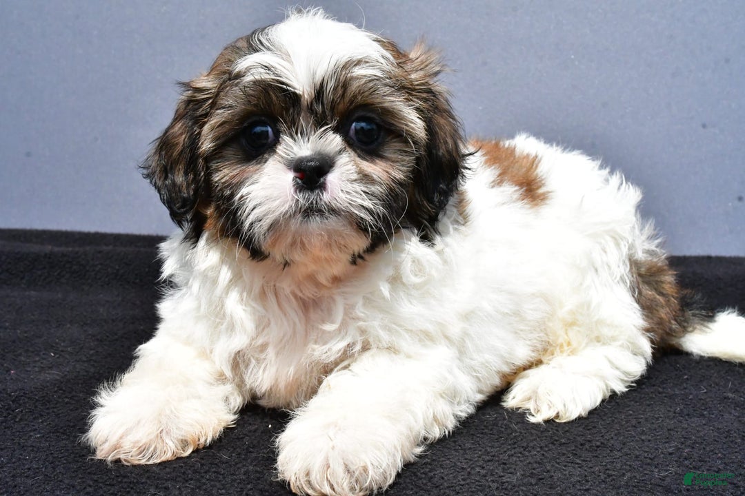 Shih Tzu dogs for sale: Beth - Image 7