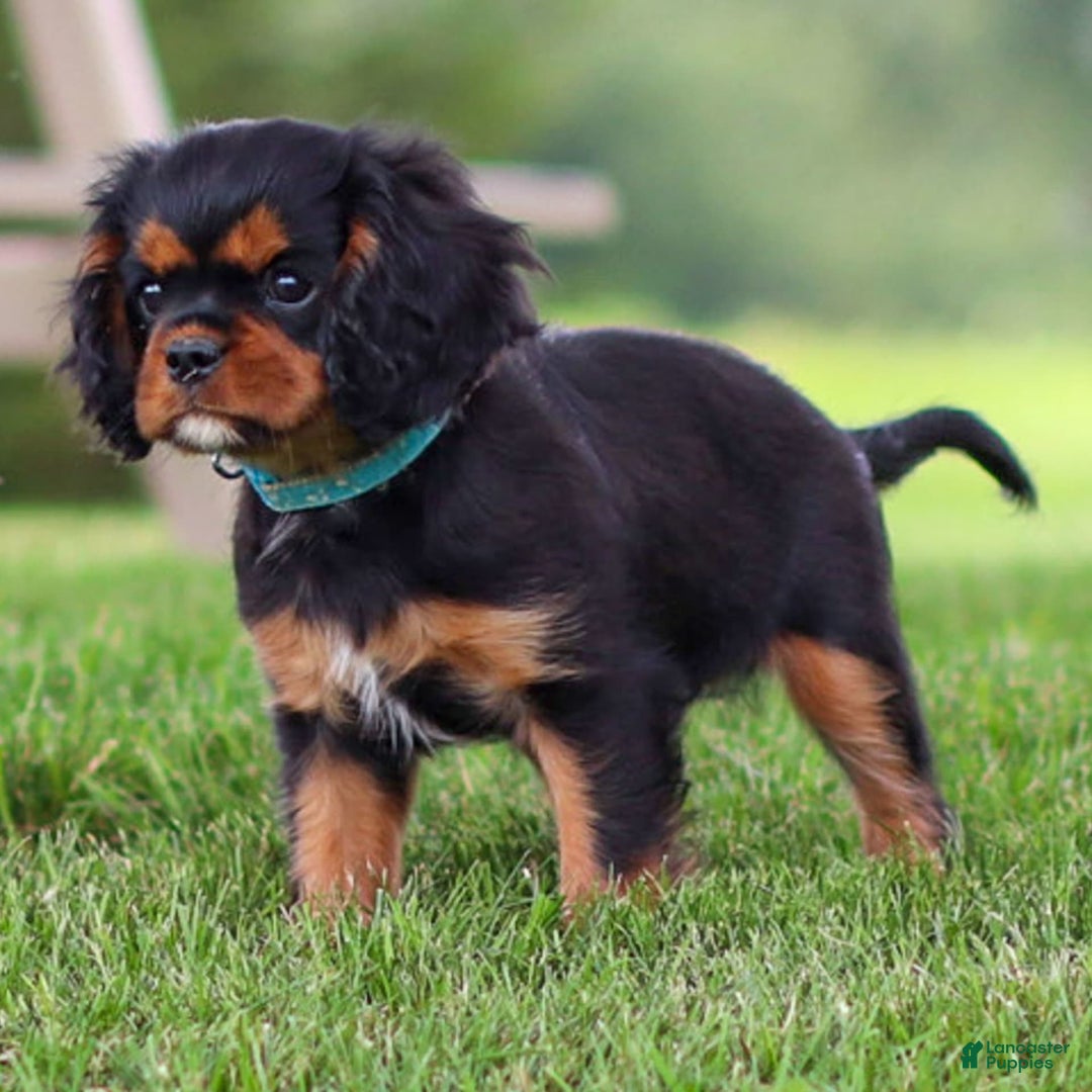 Cavalier King Charles Spaniel dogs for sale: Rocky - Image 14