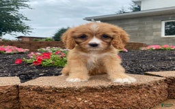 Cavapoo dogs for sale: Chester - Image 1