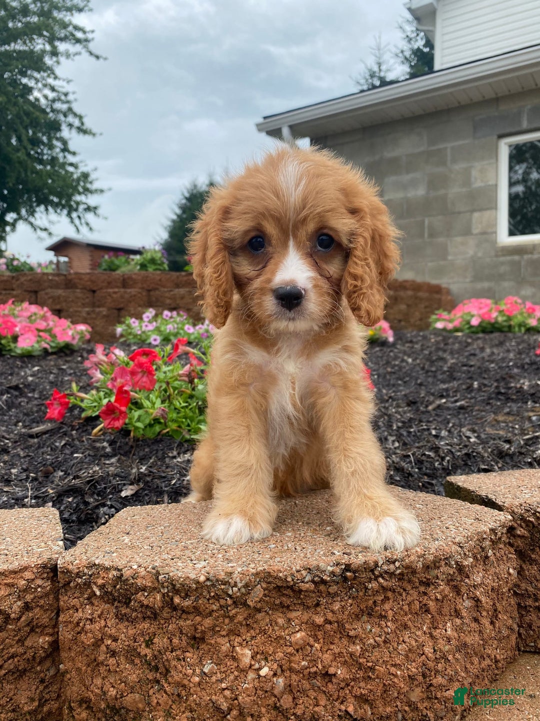 Cavapoo dogs for sale: Chester - Image 1