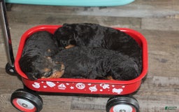 Airedale Terrier dogs for sale: Anchor - Image 1