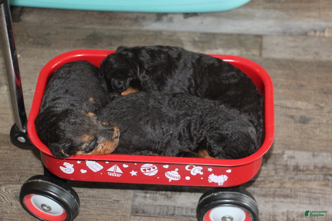 Airedale Terrier dogs for sale: Anchor - Image 1