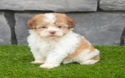 Havanese dogs for sale: Carly - Image 9