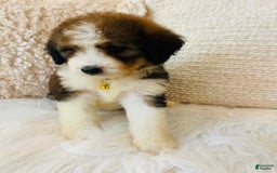 Bernedoodle dogs for sale: 🌸pink Pineapple - Image 2