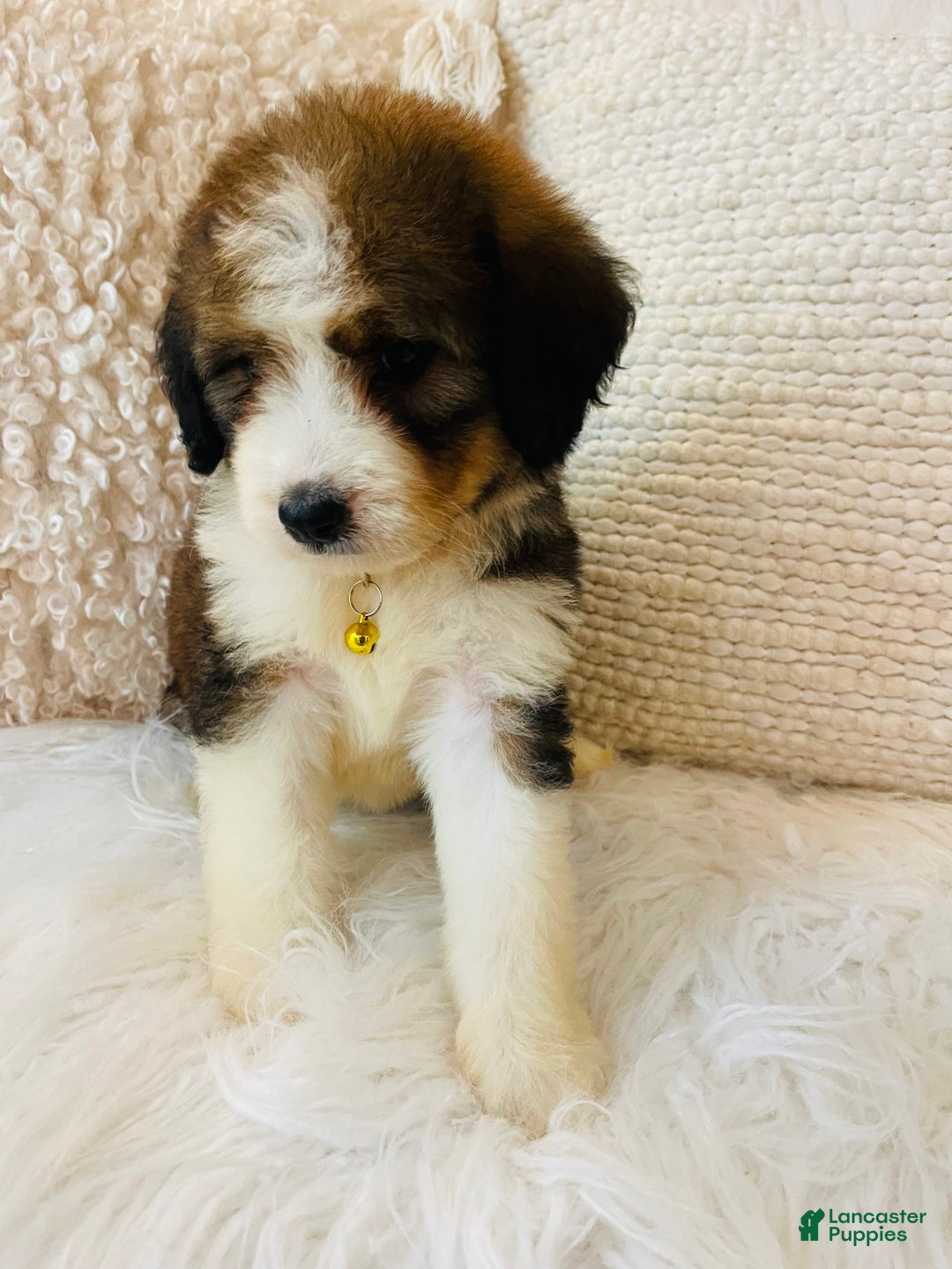 Bernedoodle dogs for sale: 🌸pink Pineapple - Image 2