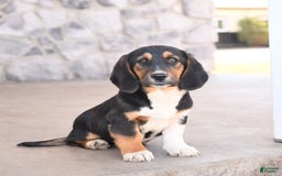Basset Hound dogs for sale: Benny - Image 5