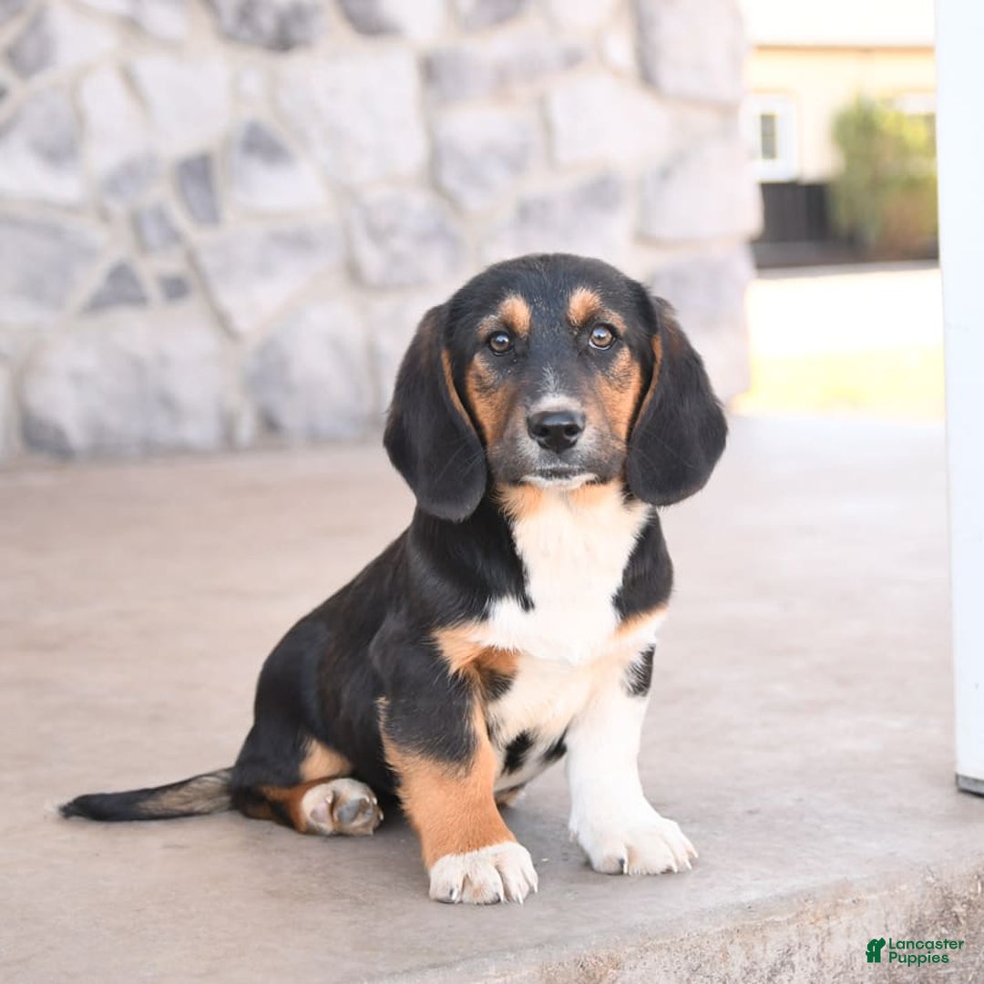 Basset Hound dogs for sale: Benny - Image 5