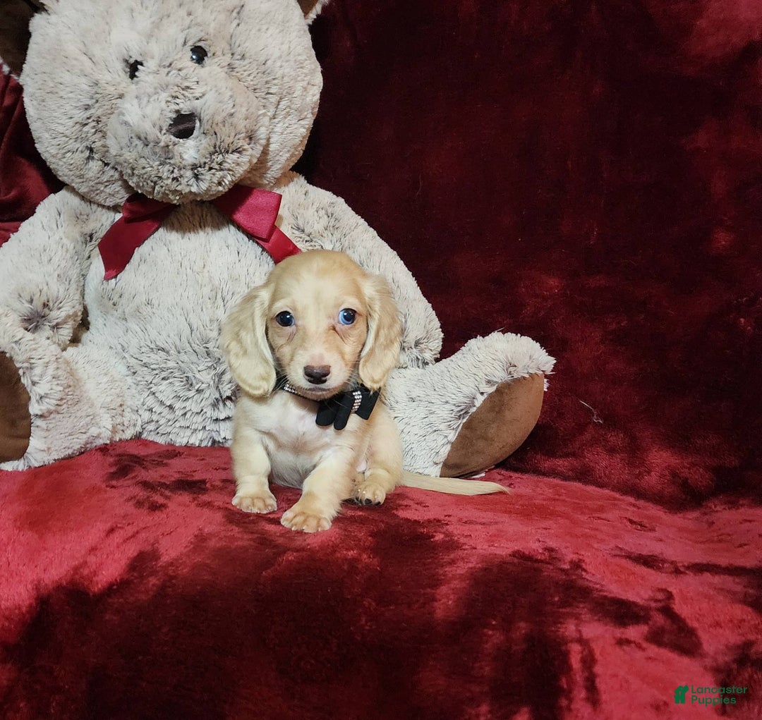 Miniature Dachshund dogs for sale: Butterbean - Image 14