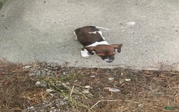 Miniature Dachshund dogs for sale: Roselyn - Image 9