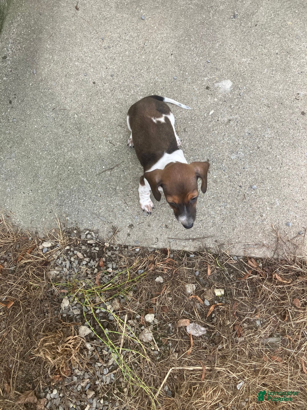 Miniature Dachshund dogs for sale: Roselyn - Image 9