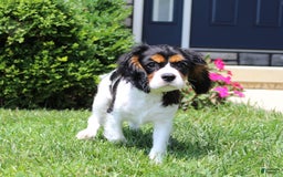 Cavalier King Charles Spaniel dogs for sale: Toby - Image 27