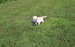 Golden Retriever dogs for sale: Caribou - Image 7