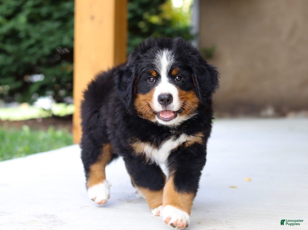 Bernese Mountain Dog dogs for sale: Champ - Image 8