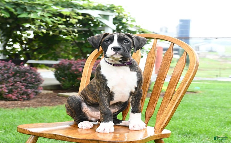 Boxer dogs for sale - Ad 3