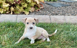 Italian Greyhound dogs for sale: Gordie - Image 4