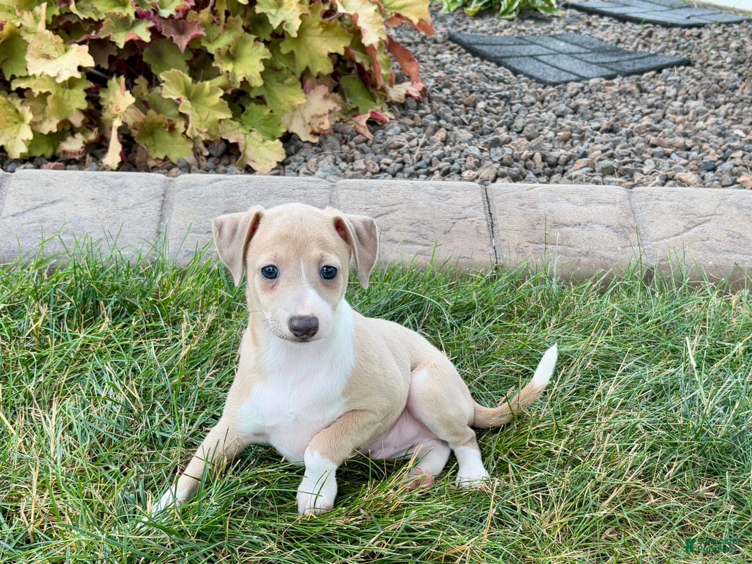 Italian Greyhound dogs for sale: Gordie - Image 4