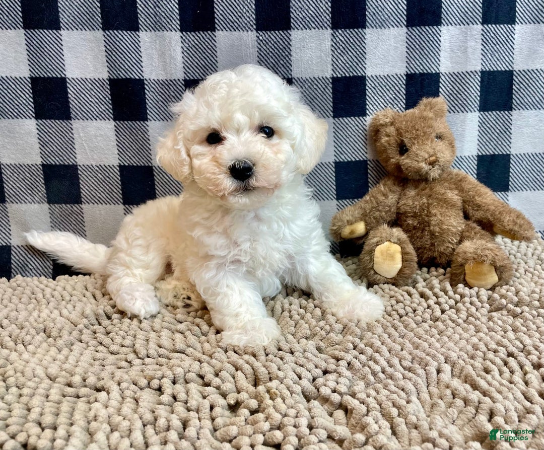 Bichon Frise dogs for sale: Blanche - Image 4