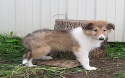 Collie dogs for sale: Albert - Image 4