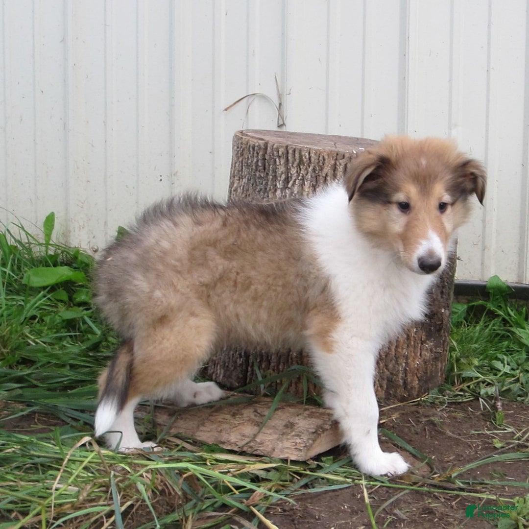Collie dogs for sale: Albert - Image 4