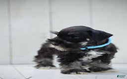 Miniature Schnauzer dogs for sale: Terrance - Image 2