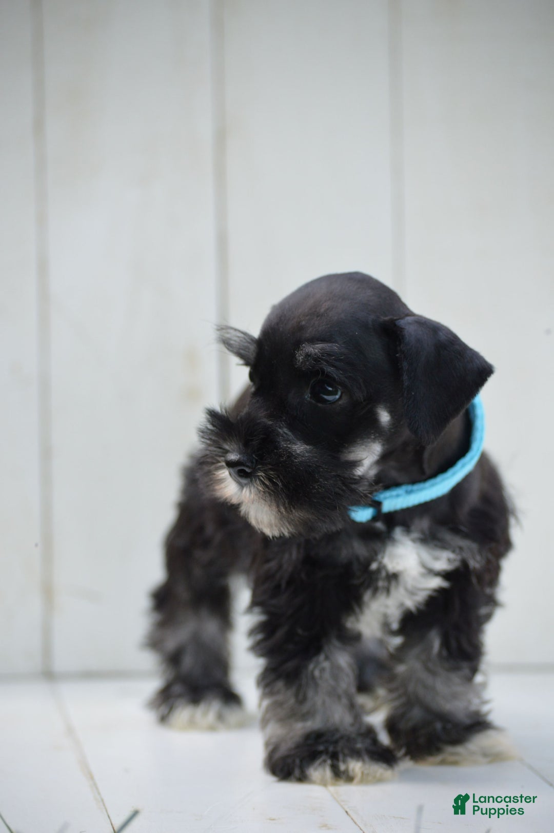 Miniature Schnauzer dogs for sale: Terrance - Image 2