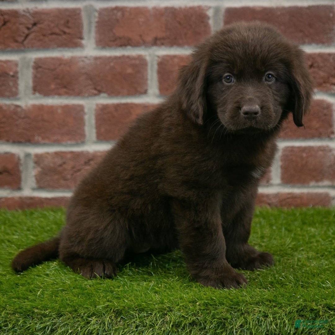 Newfoundland dogs for sale: Molly - Image 3