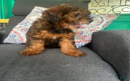 Cavapoo dogs for sale: Bailey - Image 13