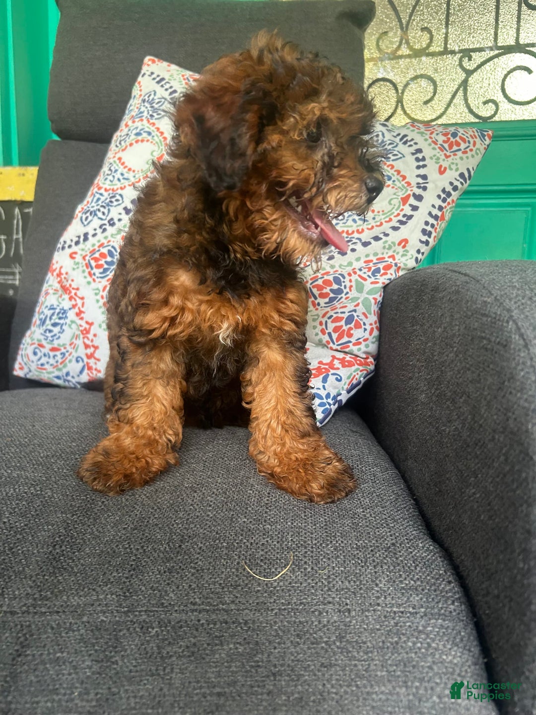 Cavapoo dogs for sale: Bailey - Image 13