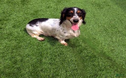 Dachshund dogs for sale: Lilly - Image 4