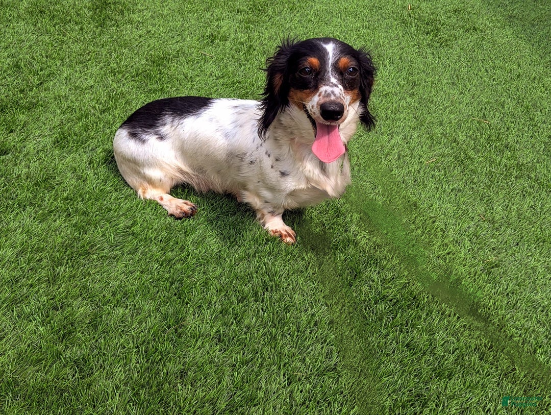 Dachshund dogs for sale: Lilly - Image 4