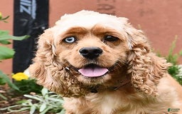 Cocker Spaniel dogs for sale: Krystella - Image 6