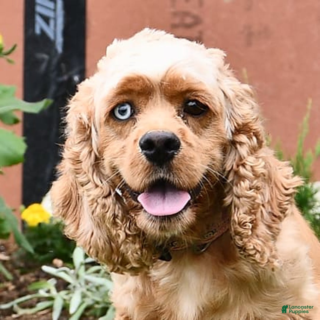 Cocker Spaniel dogs for sale: Krystella - Image 6