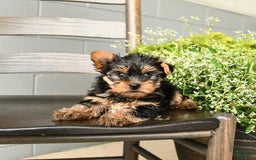 Yorkshire Terrier dogs for sale: Yorkshire Terrier 5 puppies - Image 3
