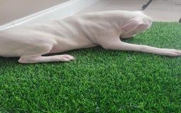 American Bully dogs for sale: Pearl - Image 3