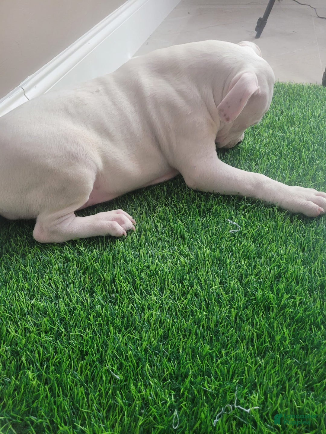 American Bully dogs for sale: Pearl - Image 3