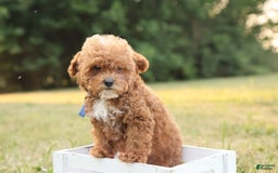 Toy Poodle dogs for sale: Reese - Image 12