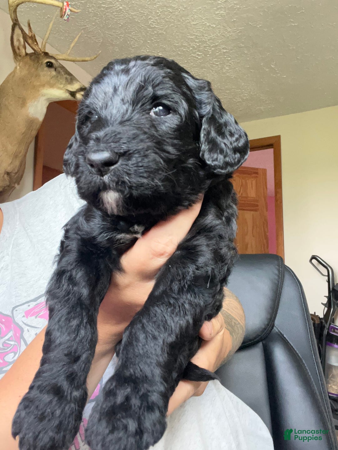 Goldendoodle dogs for sale: Ash - Image 5
