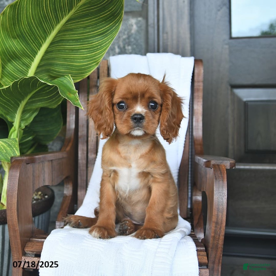 Cavalier King Charles Spaniel dogs for sale: Starlight - Image 8