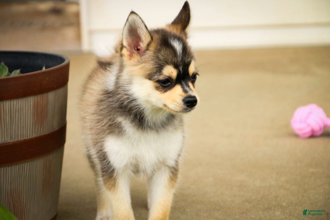 Pomsky dogs for sale: Fira - Image 22