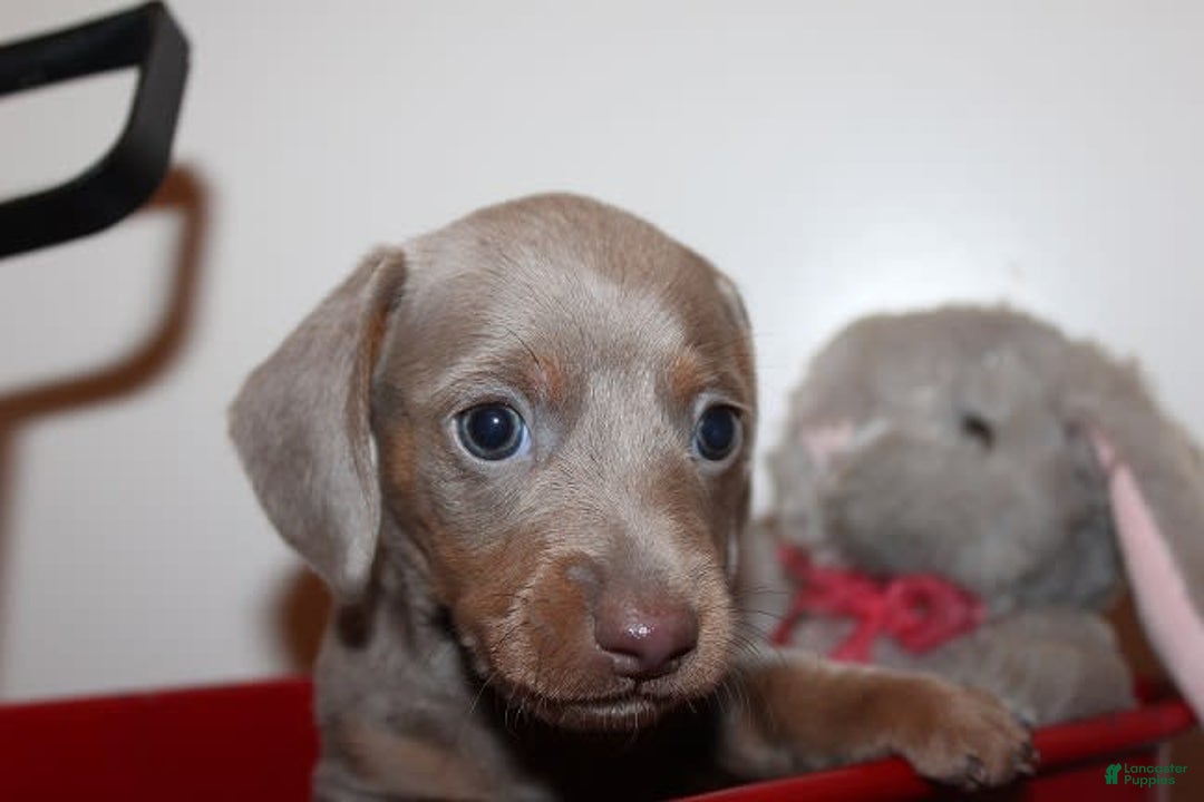 Dachshund dogs for sale: Stella Male 3 - Image 11