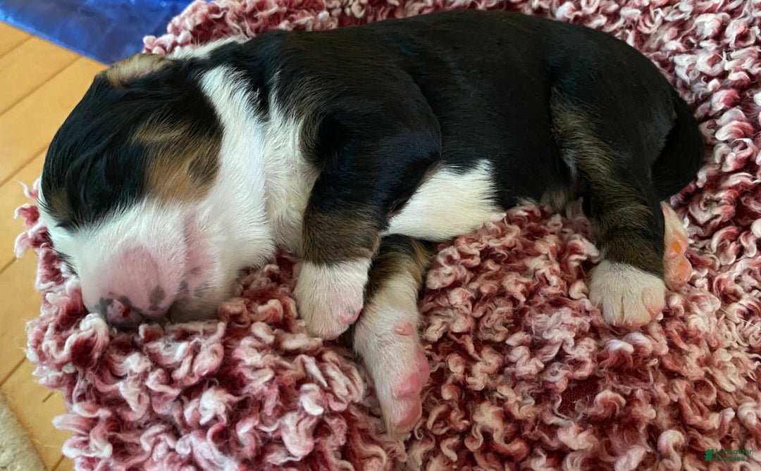 Australian Shepherd dogs for sale: Annie Oakley - Image 1