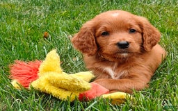 Goldendoodle dogs for sale: Ranger - Image 8