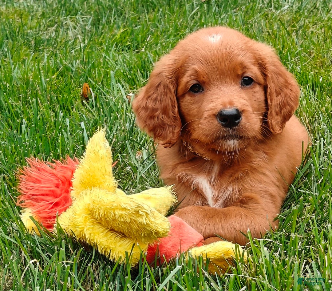 Goldendoodle dogs for sale: Ranger - Image 8