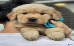 Golden Retriever dogs for sale: Mary - Image 7