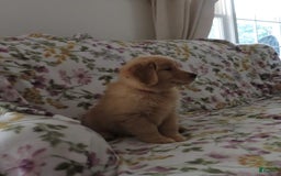 Golden Retriever dogs for sale: Starburst - Image 29