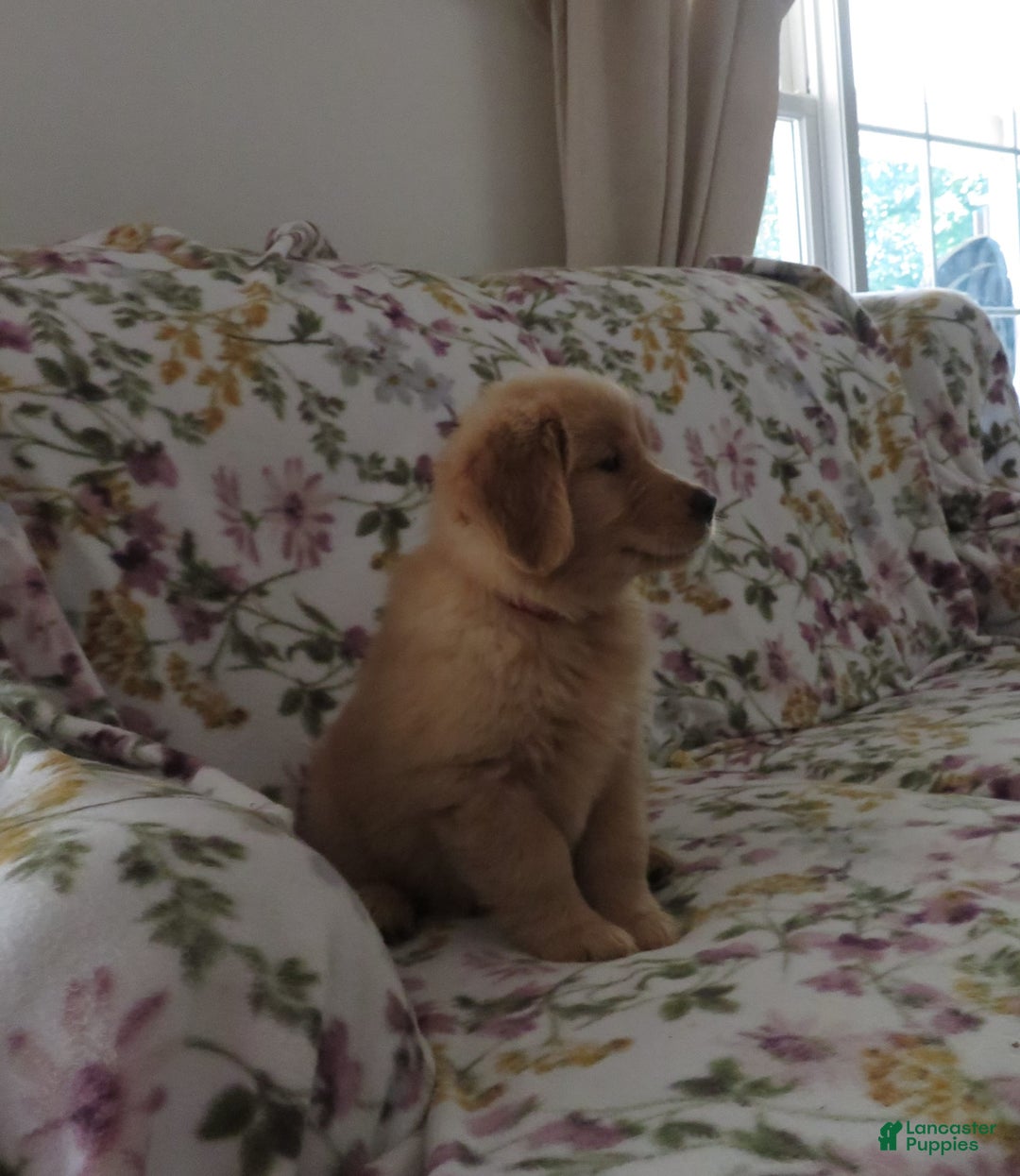Golden Retriever dogs for sale: Starburst - Image 29