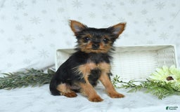 Yorkshire Terrier dogs for sale: Sophie - Image 5