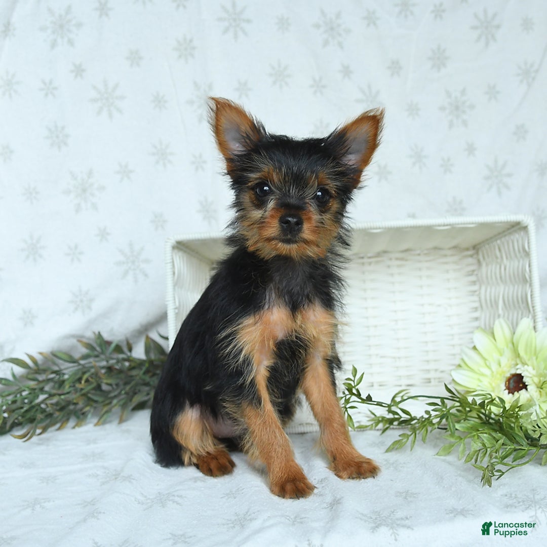 Yorkshire Terrier dogs for sale: Sophie - Image 5