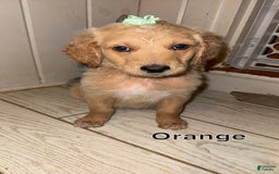 Goldendoodle dogs for sale: Orange - Image 1