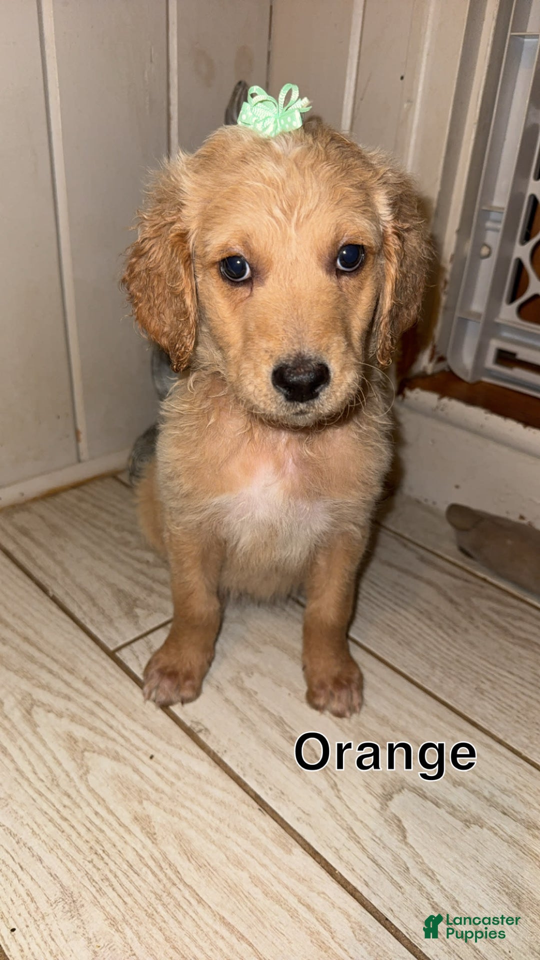 Goldendoodle dogs for sale: Orange - Image 1